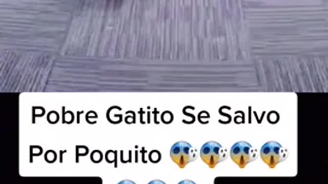 Te sorprenderás pobre gato por poco y muere