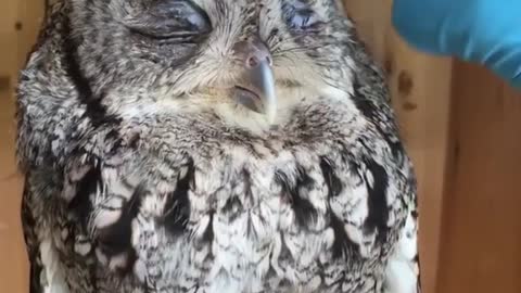 Collab copyright protection - relaxed owl gets pet by vet