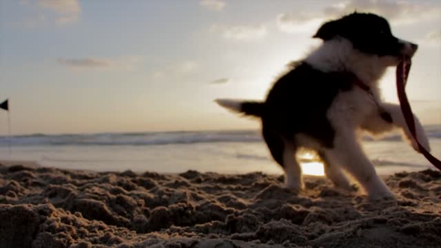 Super Cute Puppy Biting Collar