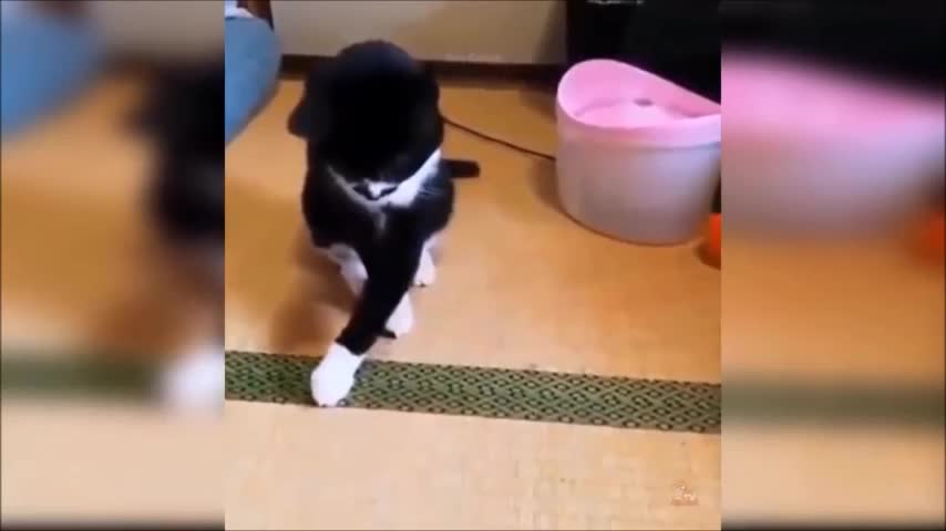 The cat and the ball escaping