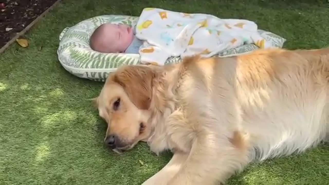 Golden Retriever Adopts Adorable Baby As His Own