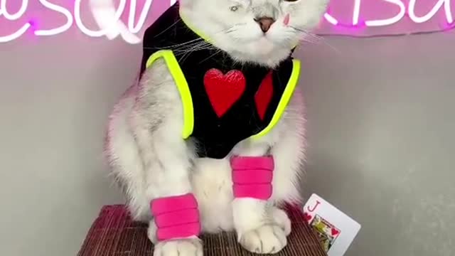 funny anime cat like hisoka character in hunter x hunter anime