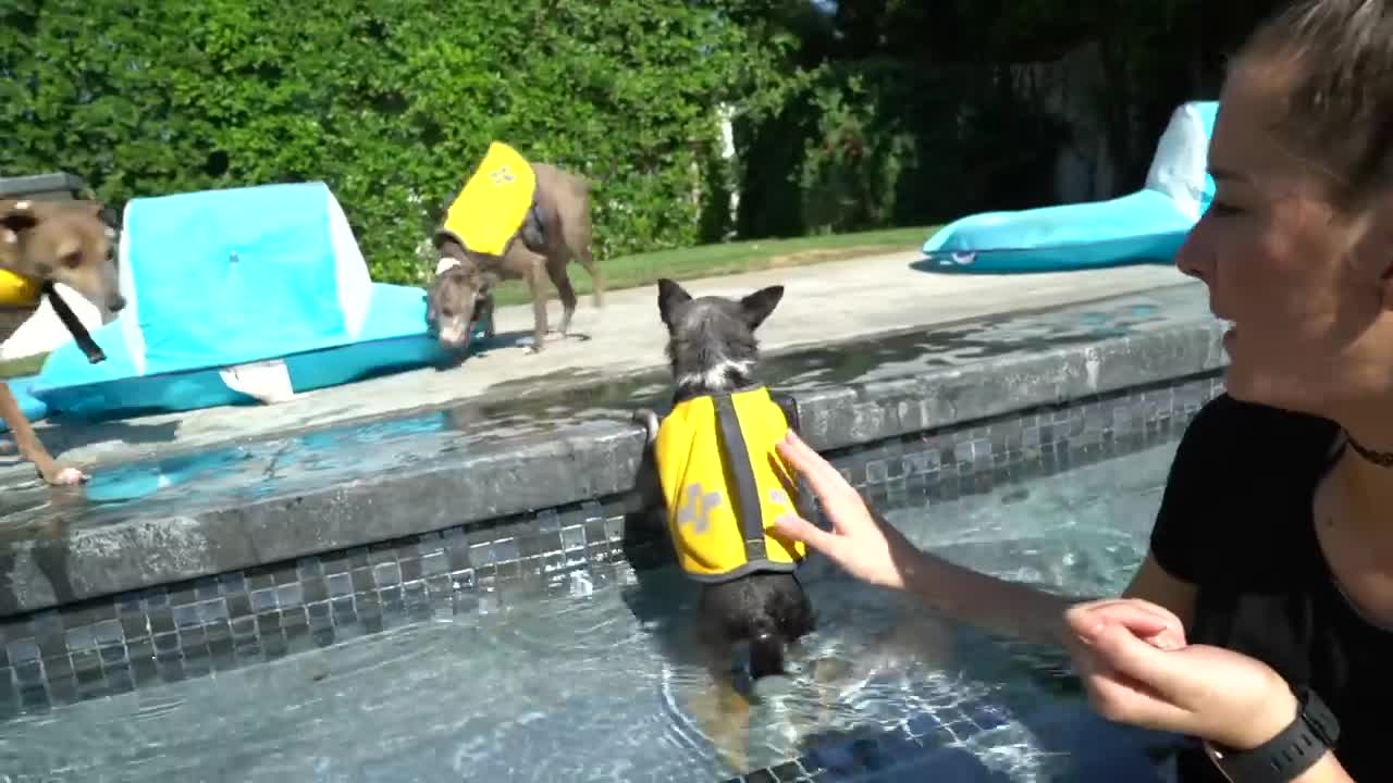 Teaching dog how to swim