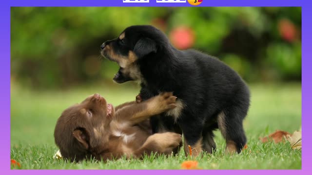 Cute puppies playing 2021🐕🐕 don't miss to watch