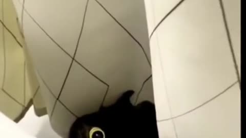 Funny Cat videos 😂😂😂