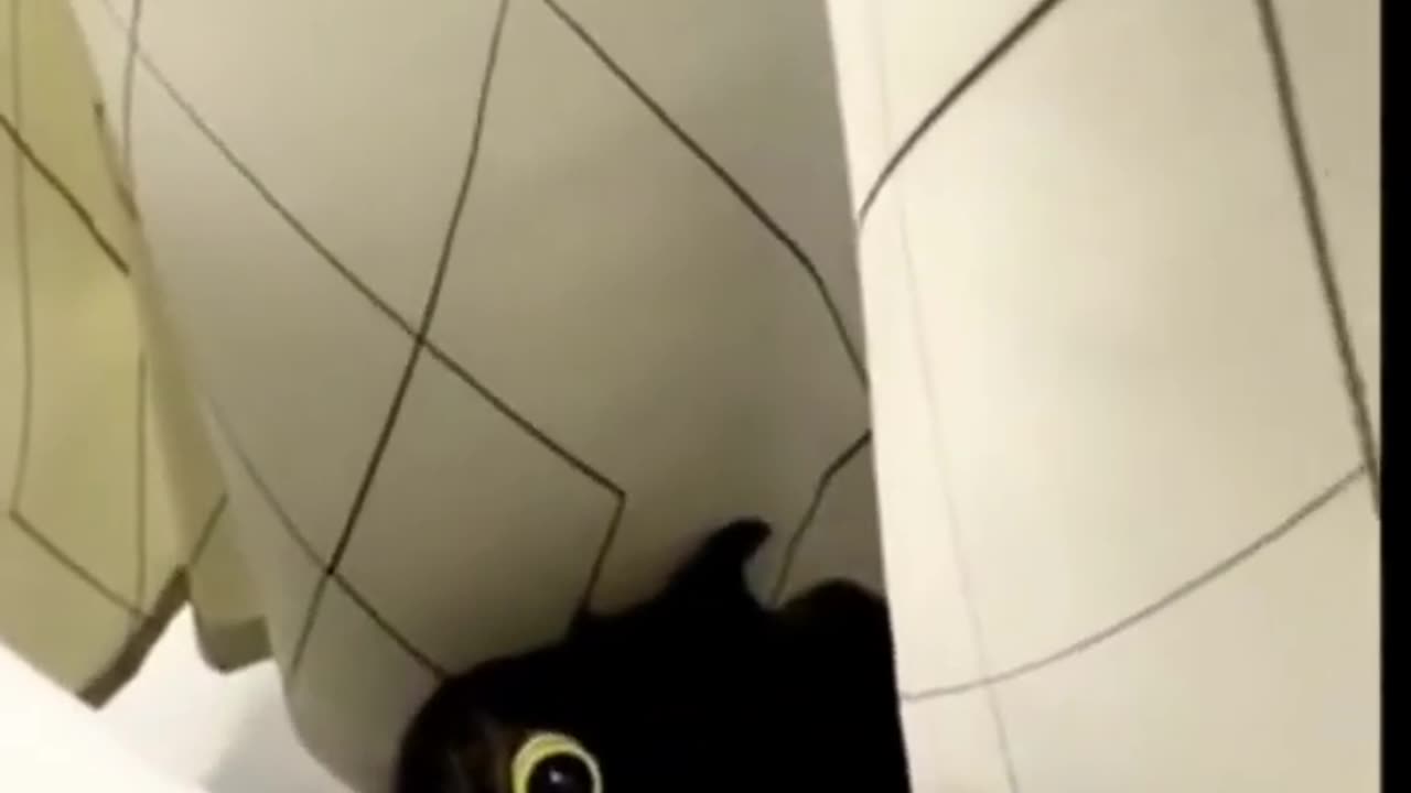 Funny Cat videos 😂😂😂