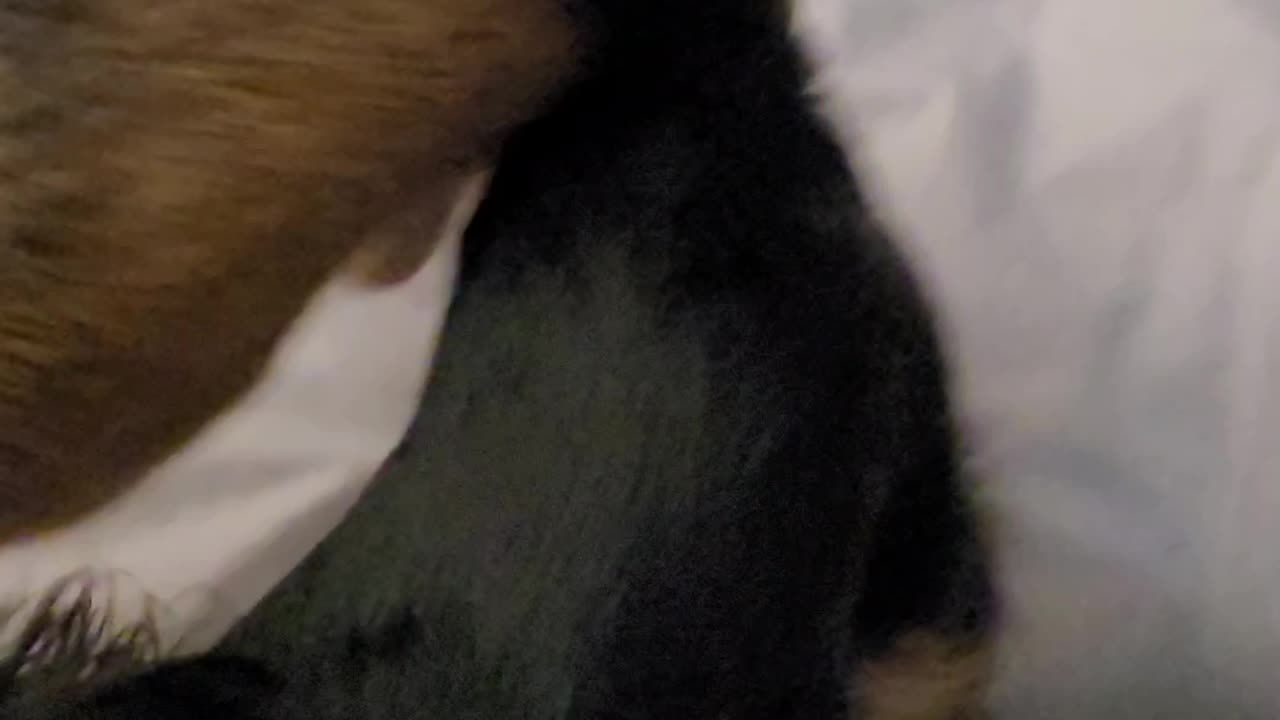 Chihuahua Sunday say hi