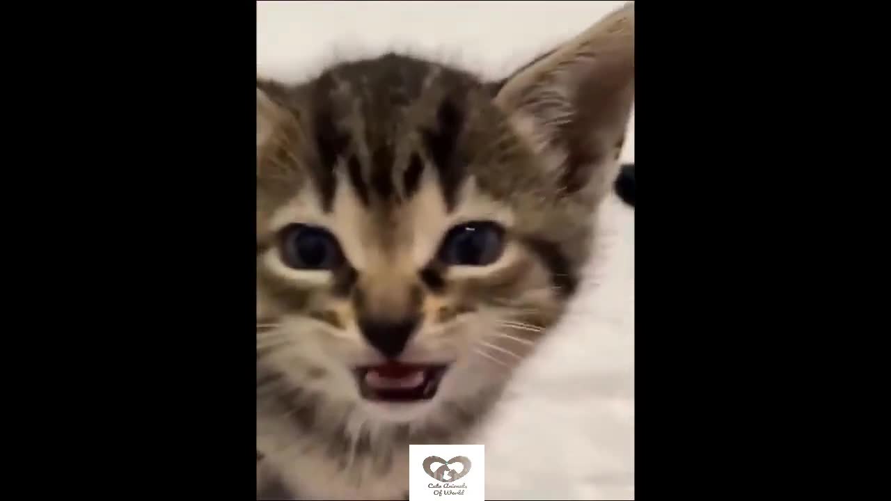 Cute and Funny Cats and Dogs Compilation!