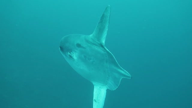 Extremely Rare Encounter with a Sharptail Mola