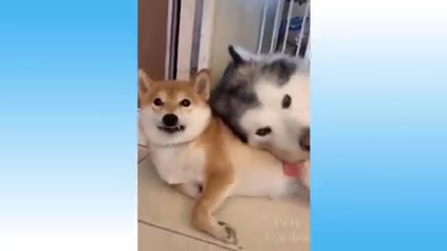 Cute Pets and Funny Animals Amazing Videos