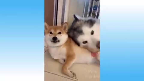 Cute Pets and Funny Animals Amazing Videos