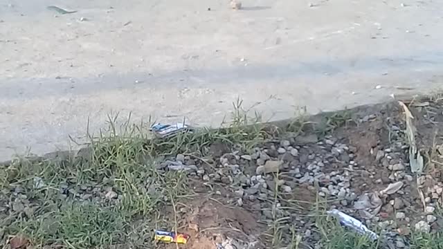 Funny animals videos