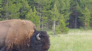 BISON UP CLOSE In Yellowstone National Park | David Sandy