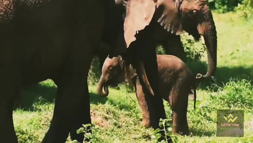 Cute animals baby elephant video satisfying World best