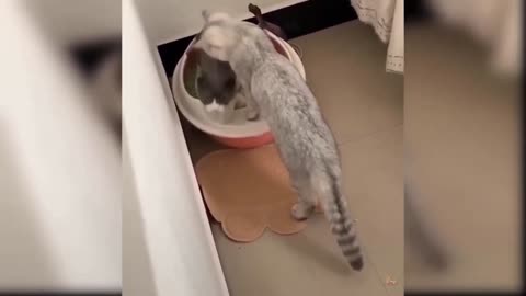 Funny cats.funny video