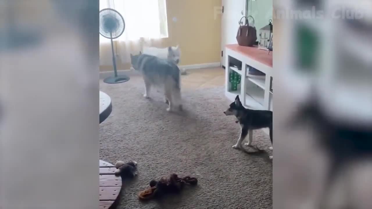 Best cat and dog video 🤣🤣