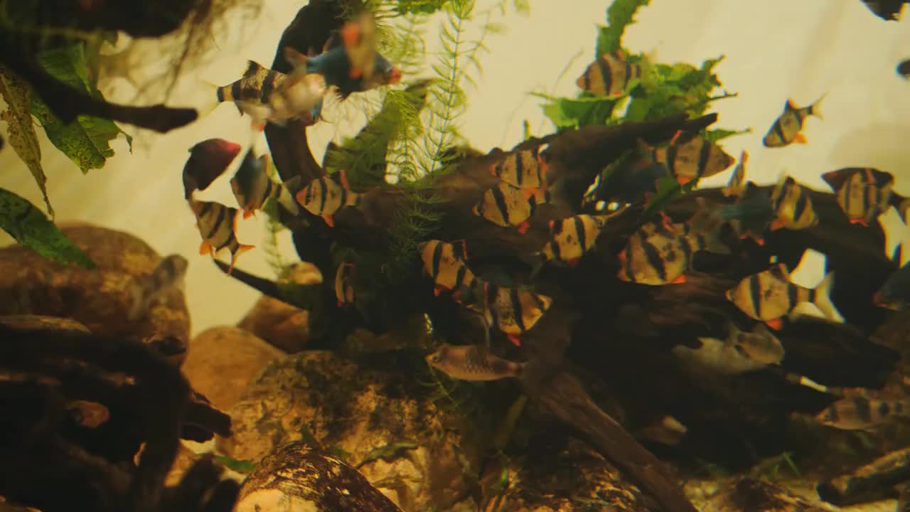 Beautiful fishes of different sizes swim in transparent aquarium water