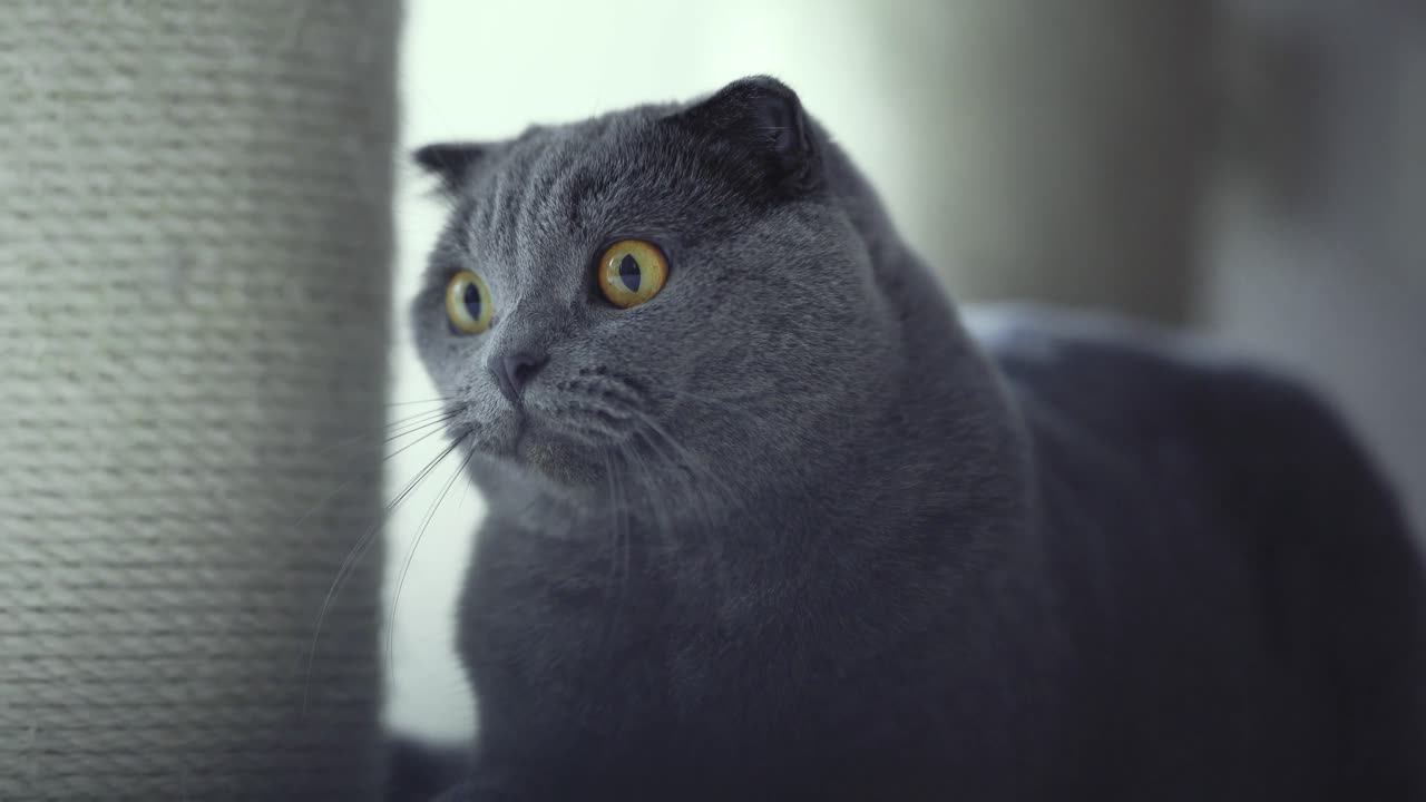 Intriguing Watcher: The Dark Gray Cat in Action