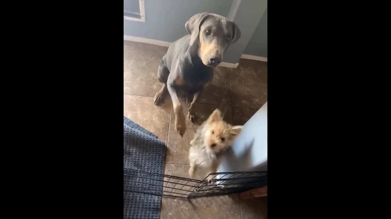 Animal funny compilation..........