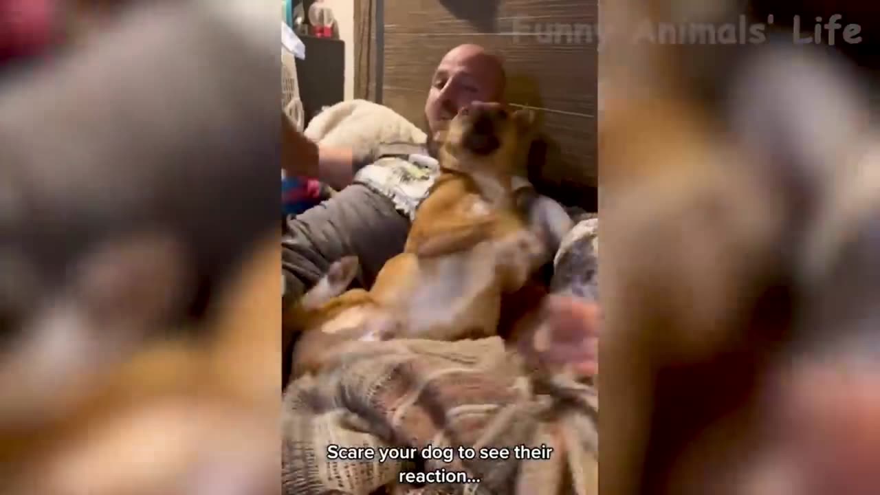 fanny cat and dogs short vedeo🙀🐱part 1