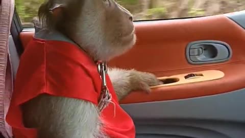 Macaque Monkey enjoy ride