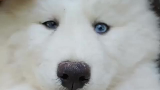 Funniest Siberian Husky Dog Videos 😁😇 Best Funny Animal Videos 2022 😺 Funny Dog Videos 2022 😁