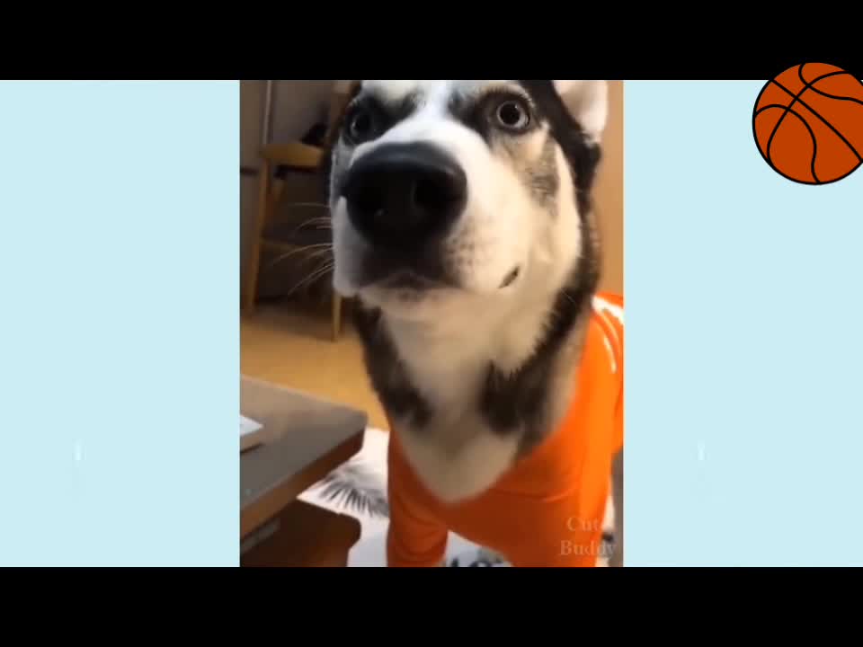 Super Funny Dog Videos 2022 #1