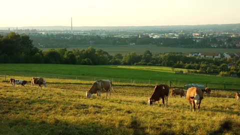 Cows Pasture Agriculture Bovine Nature Landscape