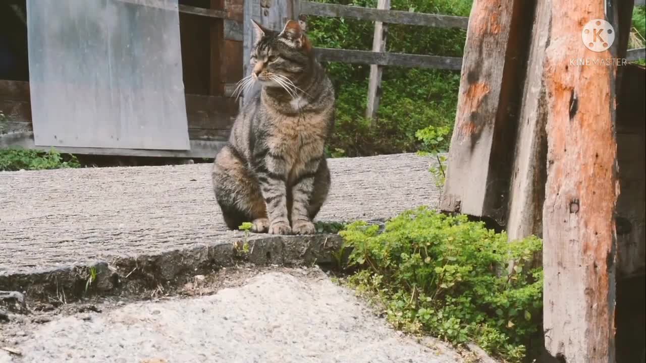 Funny video Cat