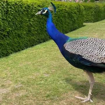 🦚arguably🦚 the most🦚 beautiful 🦚species💙