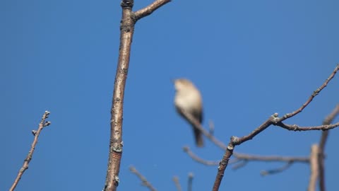 House Wren Singing from Perch Video