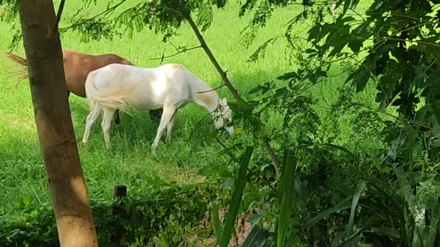 Cavalos pastando