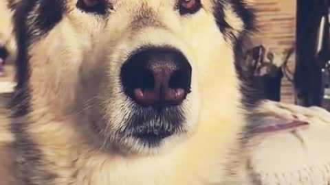 Cute funny dog