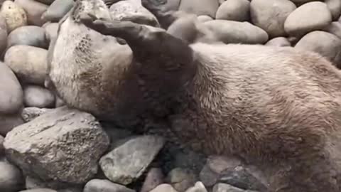 I saw an otter that could play with rocks. He was very happy