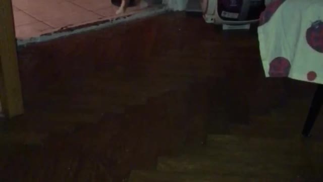 cat can't sleep at night