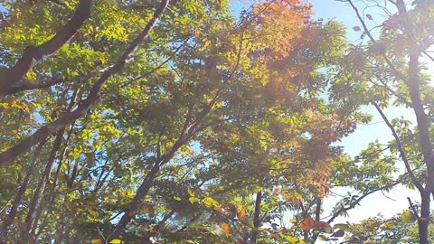 Autumn leaves in Naejangsan Mountain