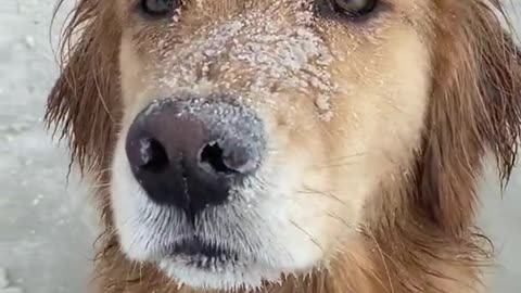 Messy Dog Smears Sand All Over Their Face