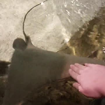 Mantarraya choca los cinco con un humano