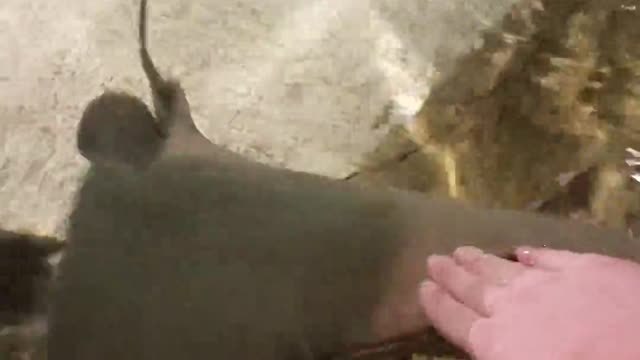 Mantarraya choca los cinco con un humano