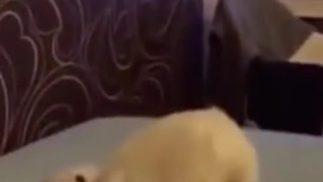 Смешные и милые животные _ Episode #6