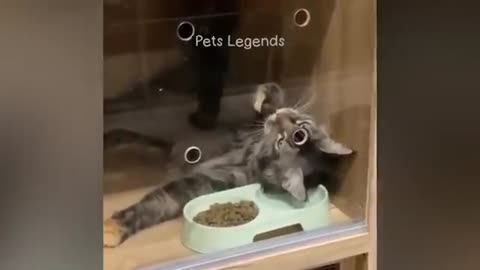 Funny Animal Video