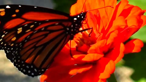 Monarch Butterfly