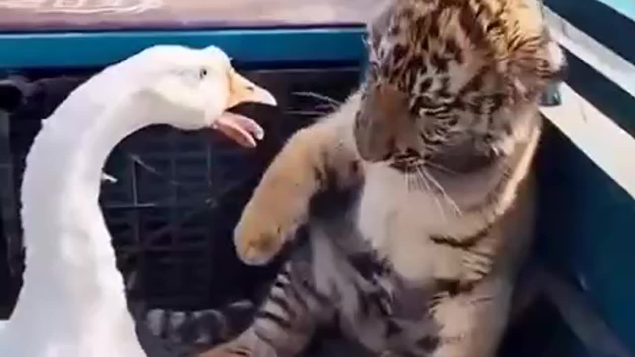 Ferocious killer threatening a defenceless kitten