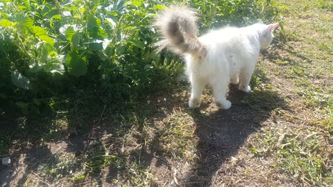 Cat on the nature and game