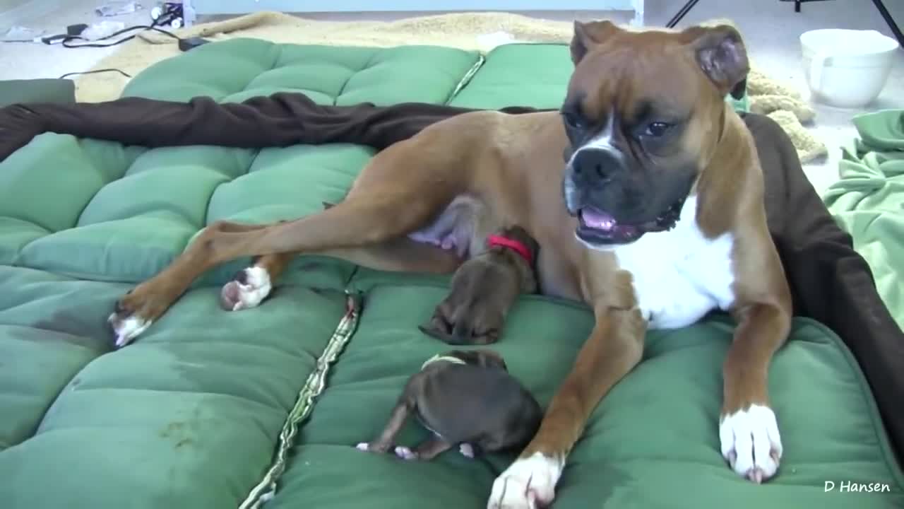 Amazing dog on labor