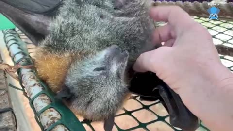 Flying-fox rescued from barbed wire This is Dharawal