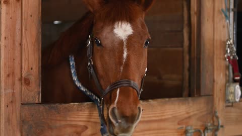 Horse Inside the Stable