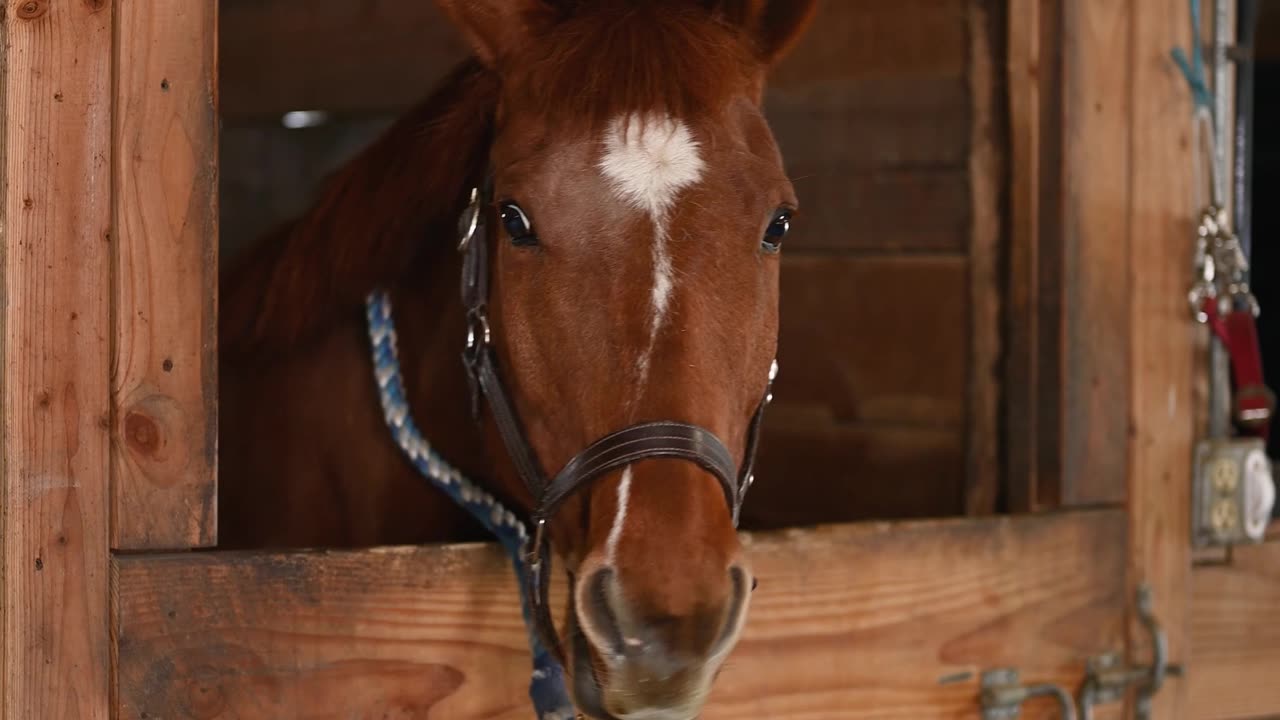 Horse Inside the Stable