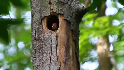 Seeing some colorful birds