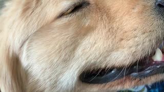 Golden Retriever gets Massage